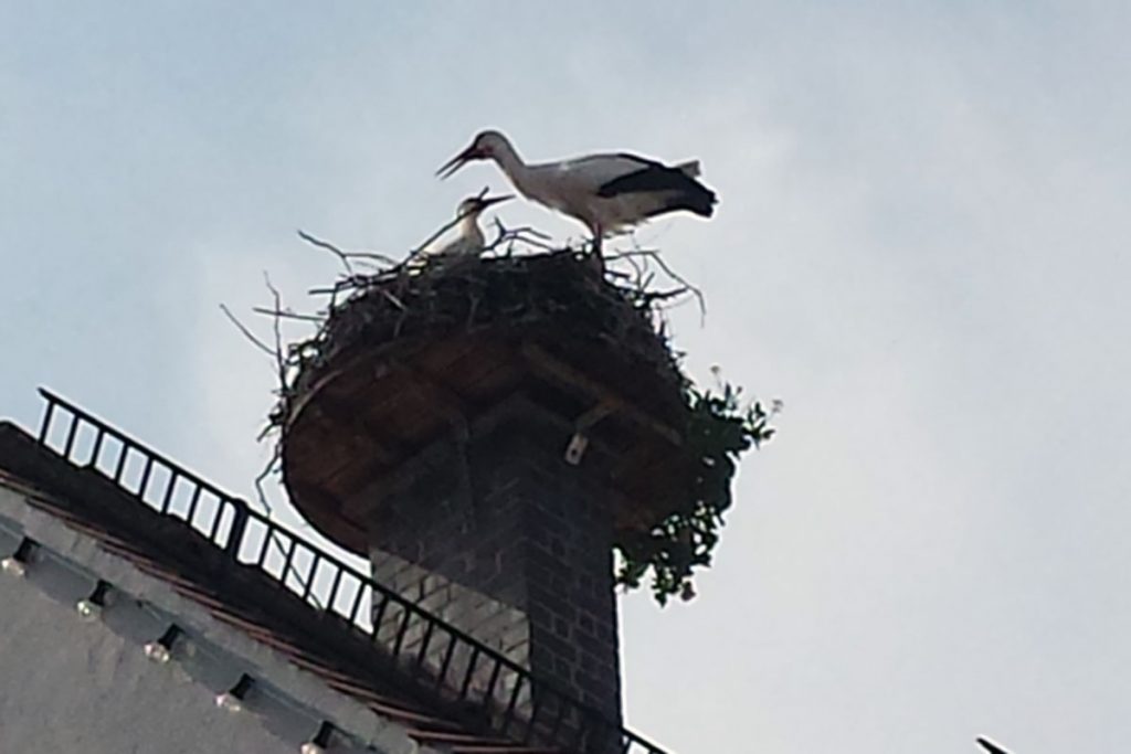 Storch in Offenburg