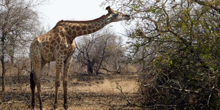 giraffe-krueger-nationalpark