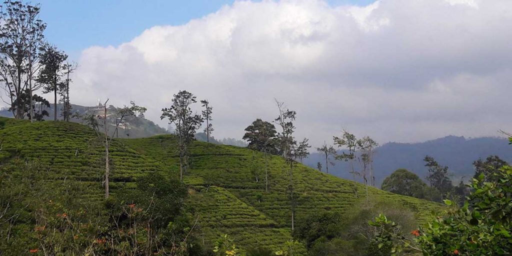 teeplantagen-sri-lanka