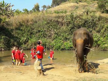 elefantencamps-in-thailand
