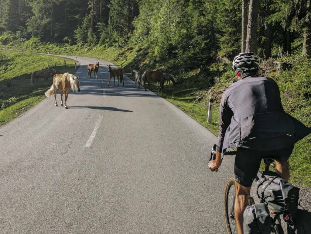 Wildpferde auf der Straße beim Aufstieg ins Kühtai
